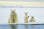 polar bear & cubs.jpg