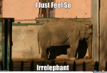 animal-puns-are-always-funny_o_1109061.jpg