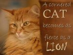 Cat-Quotes-94.jpg