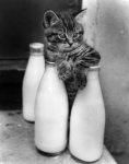 cat-saturday-milk.jpg