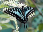 blue long-tailed butterfly.jpg