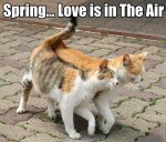 cat-spring1.jpg