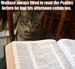 cat_bible.jpg