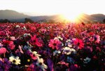 field of wild flowers.jpg