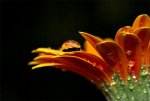 waterdrop on flower petal.jpg