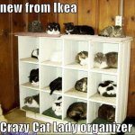 Crazy-New-Cat-Organizer-From-Ikea-Funny-Cute-Kitty-Picture-.jpg