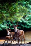 Deer Trio (2).jpg