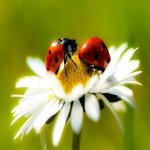 ladybugs on a daisy.jpg