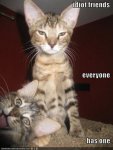 Cute-cats-and-kittens-with-quotes-5.jpg