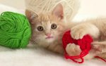 cute-cat-wallpapers-2.jpg