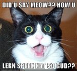 Speak Cat.jpg