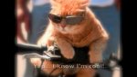 eGQ1ZDR3MTI=_o_funny-cat-photos-with-captions-laughs-cute-kittens-.jpg