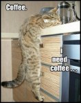 catcoffee.jpg