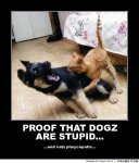 frabz-PROOF-THAT-DOGZ-ARE-STUPID-and-catz-phsycopatic-0f8f5e.jpg