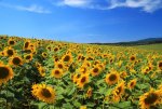 sunflowers.jpg