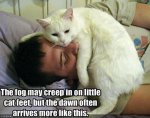 funny cat pictures (36).jpg