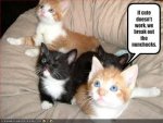 funny cat pictures with captions (18).jpg