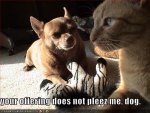 funny pictures of dogs with captions (97).jpg