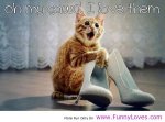 Funny_Cat_Pictures_With_Quotes-8.jpg