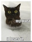 funny_pictures_cat_bubble_bath_trust_RE_PETITION_TO_HAVE_THEKITKATKID_BANNED-s382x500-115766.jpg