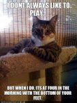 funny-animal-funny-cat-pictures-captions-9-19-funny-cat-pictures-captions.jpg