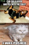 funny-animal-pics-221.jpg