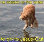 Jesus Cat.jpg