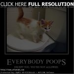 Funny-Cat-Captions-5.jpg