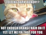 funny-cat-orange-black-laundry.jpg