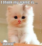 funny-cat-pics-my-name-is-awww.jpg