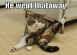 funny-cat-picture-captions-018.jpg