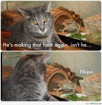 Funny-cat-picture-face.jpg