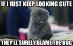 Funny-Cat-Pictures-with-Captions-14.jpg