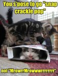 Funny-Cat-Pictures-with-Captions-43.jpg