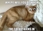 Funny-cats-2014.jpg