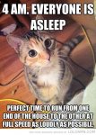 Funny-cats-top-35-most-funniest-cat-quotes-31.jpg