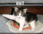 Funny-Crazy-Cats-4.jpg