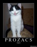 Prozac Cat.jpg