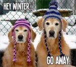 dogswinter.jpg