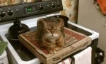 pizza kitty.jpg