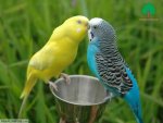 2 parakeets.jpg