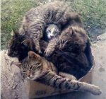 boxofcats.jpg