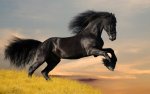 wild black horse.jpg