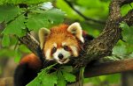 nature forest animals red pandas 2859x1869 wallpaper_www.wallmay.net_15.jpg