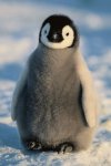 baby penguin.jpg