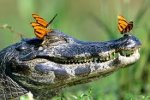 butterflies on a crocodile.jpg