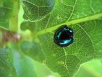 Steelblue_Ladybird_(Halmus_chalybeus)_on_leaf.jpg