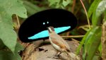 male bird of paradise.jpg