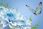 widescreen-hd-nature-butterfly-x-pixel-images.jpg