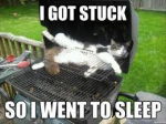 Cat bbq.png